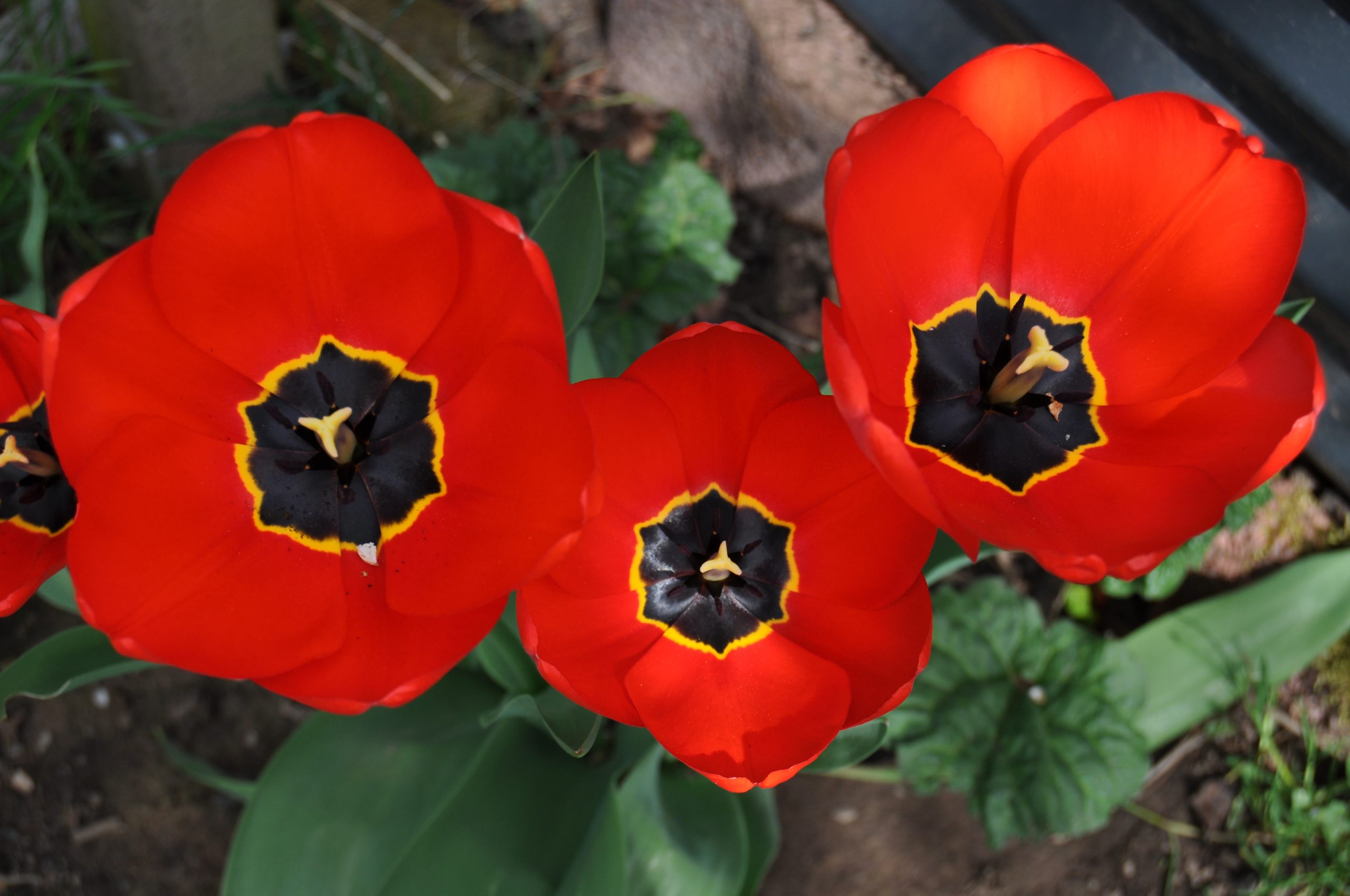 Kontakt mit Der Bussard Der Bussard DE